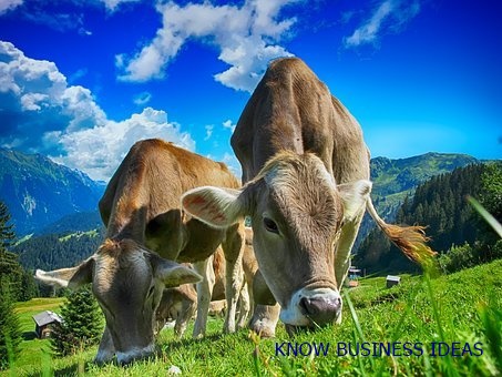 HOW TO START DIARY FARM BUSINESS